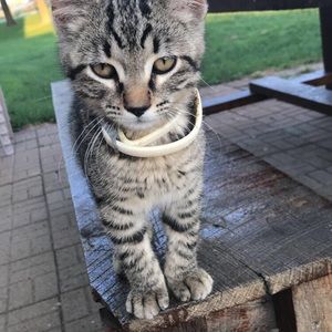 Meet your Posher, Katrina